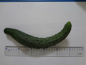 DSC00752